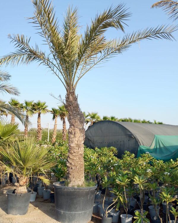 Phoenix dactylifera
