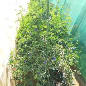 Clitoria ternatea