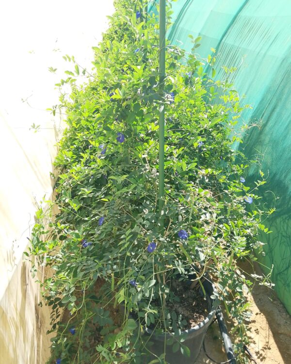Clitoria (Green B)