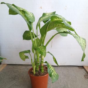 Dieffenbachia seguine