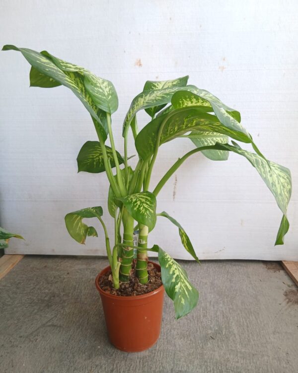 Dieffenbachia seguine