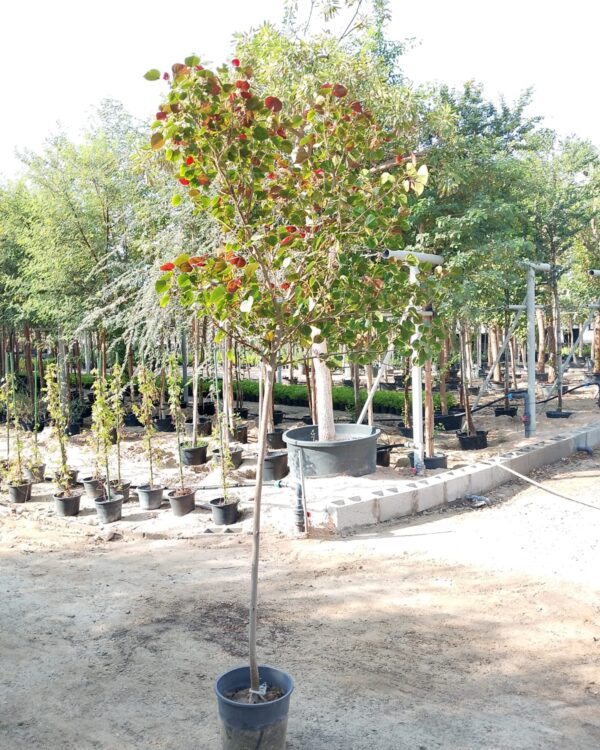 Hibiscus tiliaceus rubra