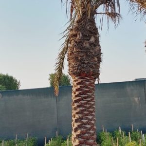 Phoenix dactylifera