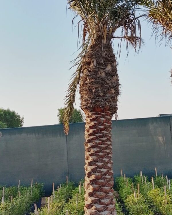 Phoenix dactylifera