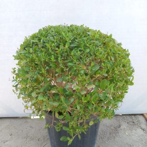 Clerodendrum inerme