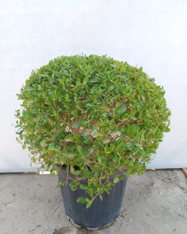 Clerodendrum inerme