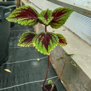 Coleus X hyrbrid