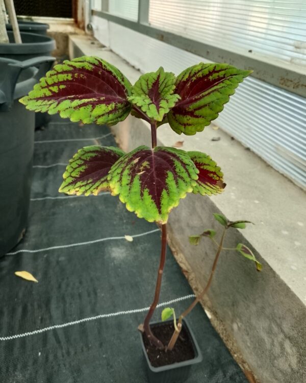Coleus