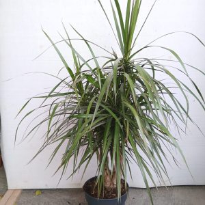 Dracaena reflexa var. angustifolia