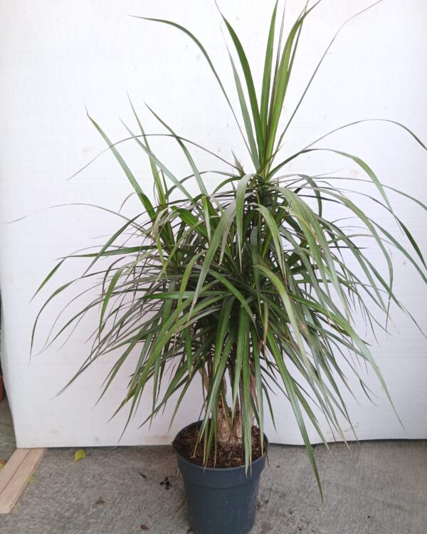 Dracaena reflexa var. angustifolia