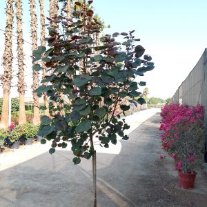 Hibiscus tiliaceus rubra