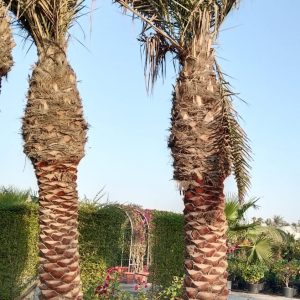 Phoenix dactylifera