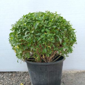 Clerodendrum inerme