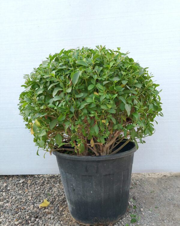 Clerodendrum inerme