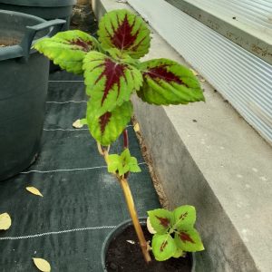 Coleus X hyrbrid