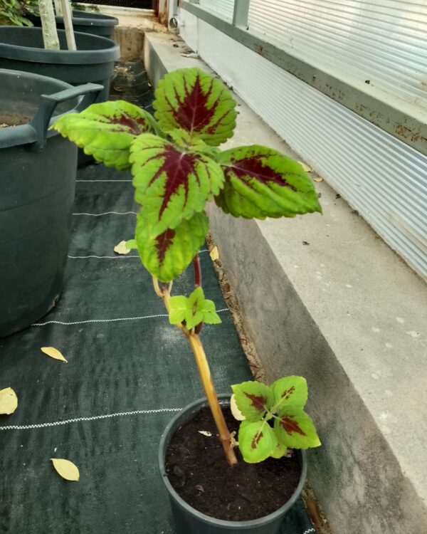 Coleus
