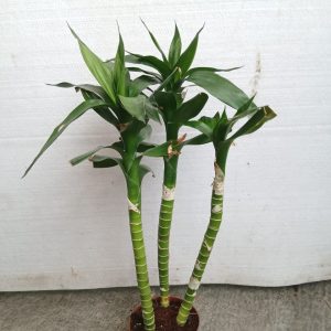 Dracaena sanderiana