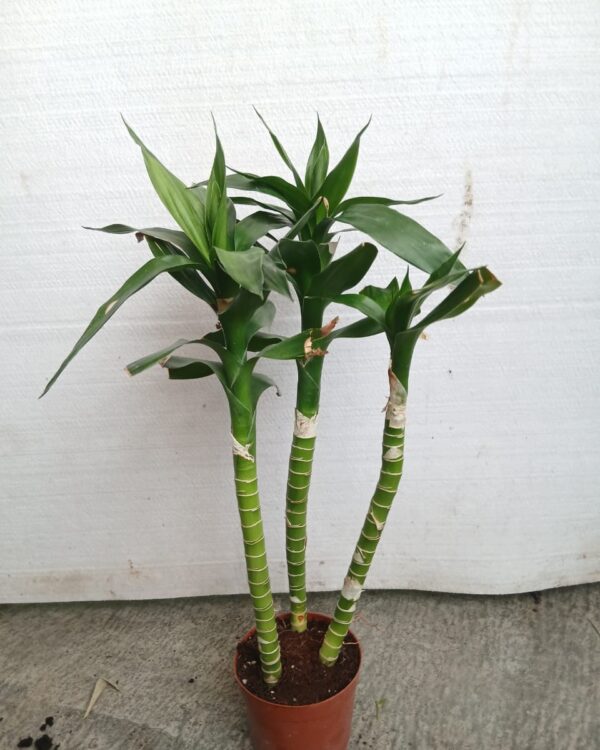Dracaena sanderiana