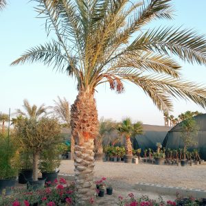 Phoenix dactylifera (Ground)
