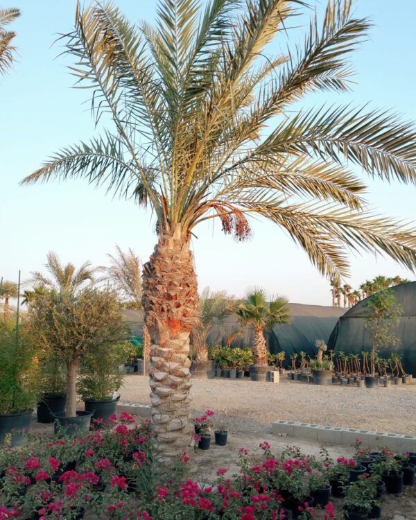 Phoenix dactylifera (Ground)