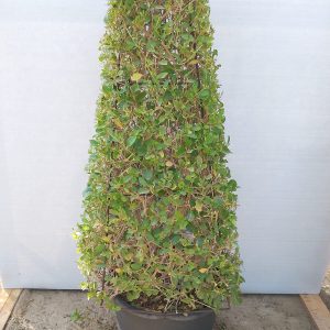 Clerodendrum inerme