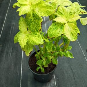 Coleus X hyrbrid