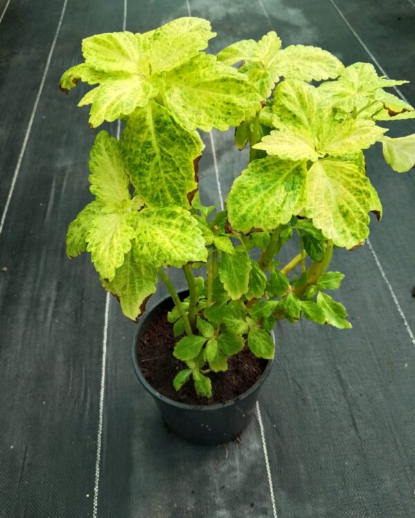Coleus