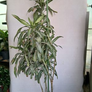 Dracena fragrans