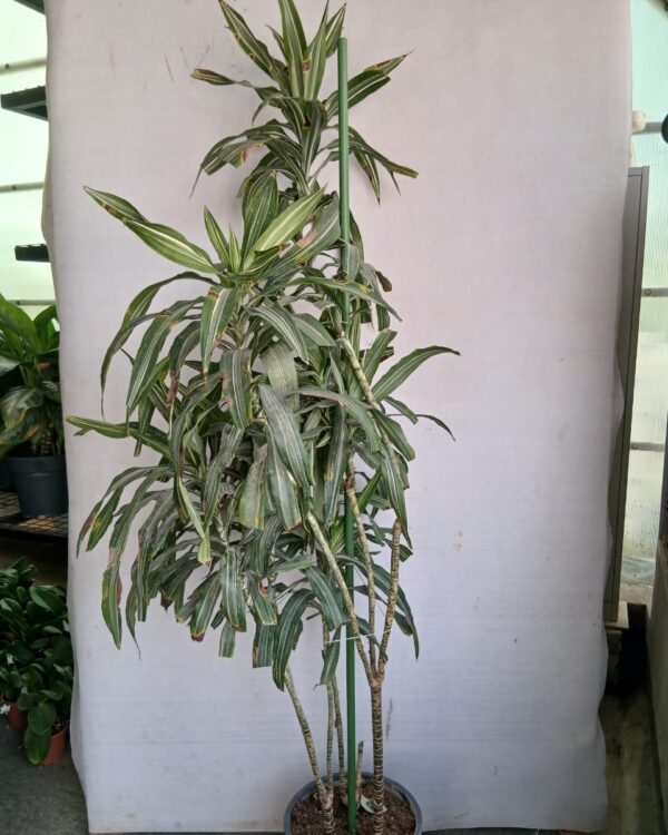 Dracena fragrans