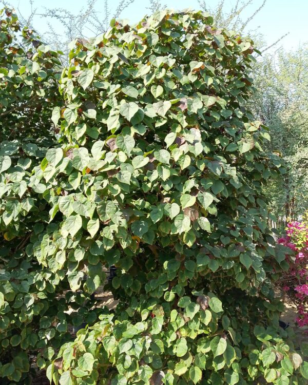 Hibiscus tiliaceus rubra(Bushy)