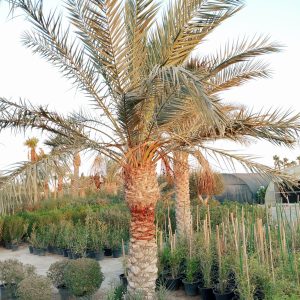 Phoenix dactylifera (Ground)