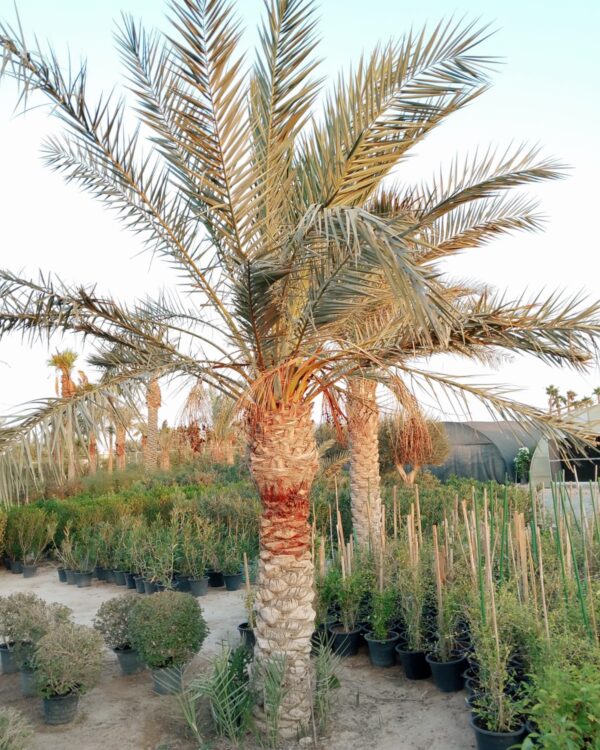 Phoenix dactylifera (Ground)