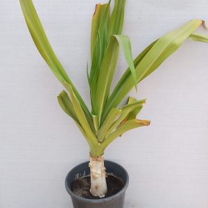 Crinum asiaticum