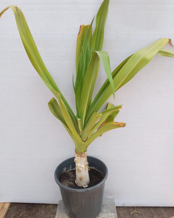 Crinum lily