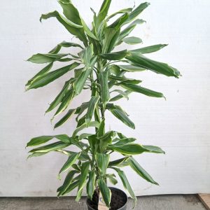 Dracena fragrans