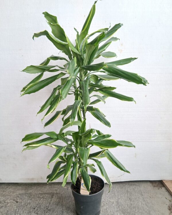 Dracena fragrans