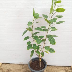 Jatropha integerrima