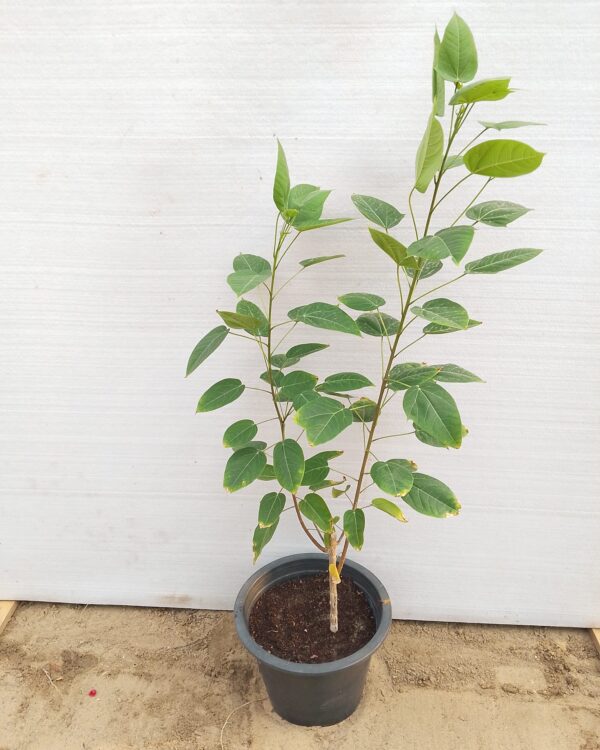 Jatropha integerrima