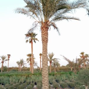 Phoenix dactylifera (Ground)