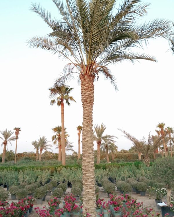 Phoenix dactylifera (Ground)