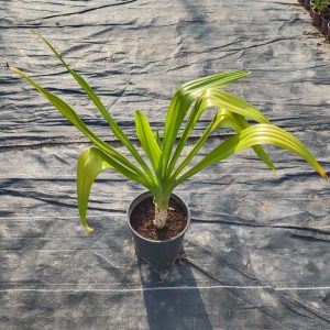 Crinum asiaticum