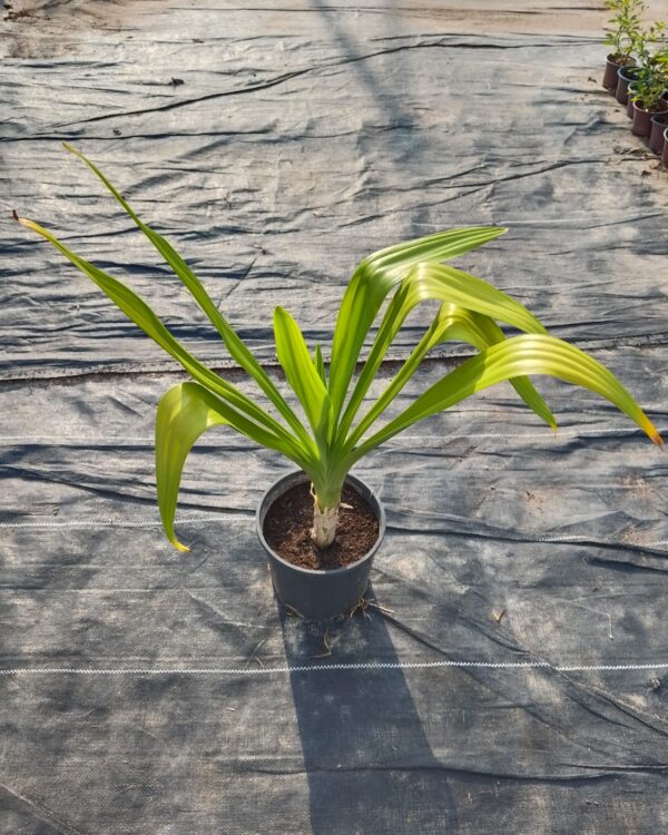 Crinum lily