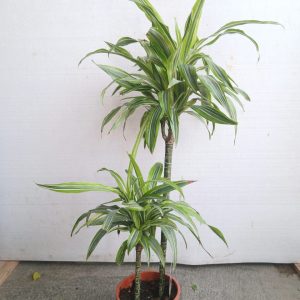 Dracena lemon lime
