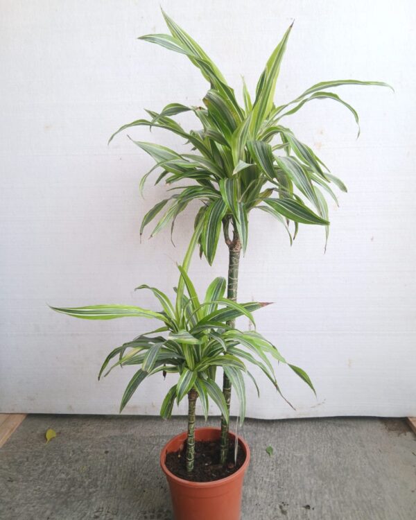 Dracena lemon lime