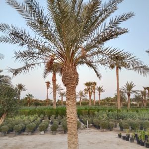 Phoenix dactylifera (Ground)