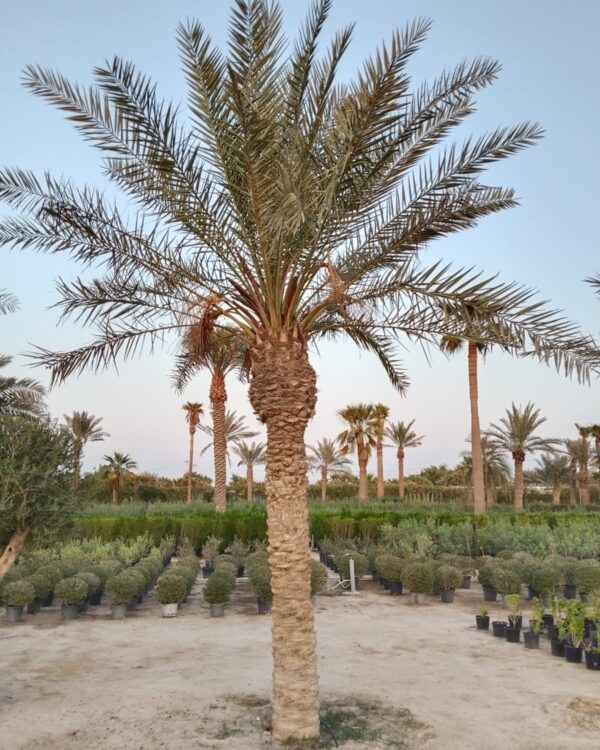 Phoenix dactylifera (Ground)