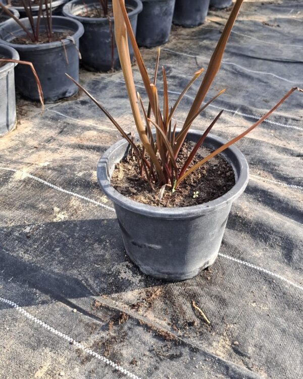 Crinum red