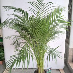 Dypsis lutescens