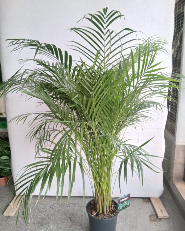 Dypsis lutescens