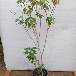 Jatropha integerrima